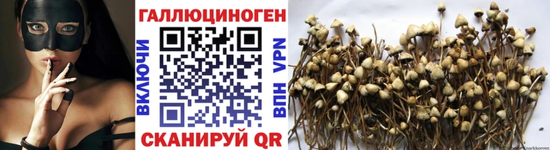 где купить наркоту  Жуков  Галлюциногенные грибы Psilocybine cubensis 
